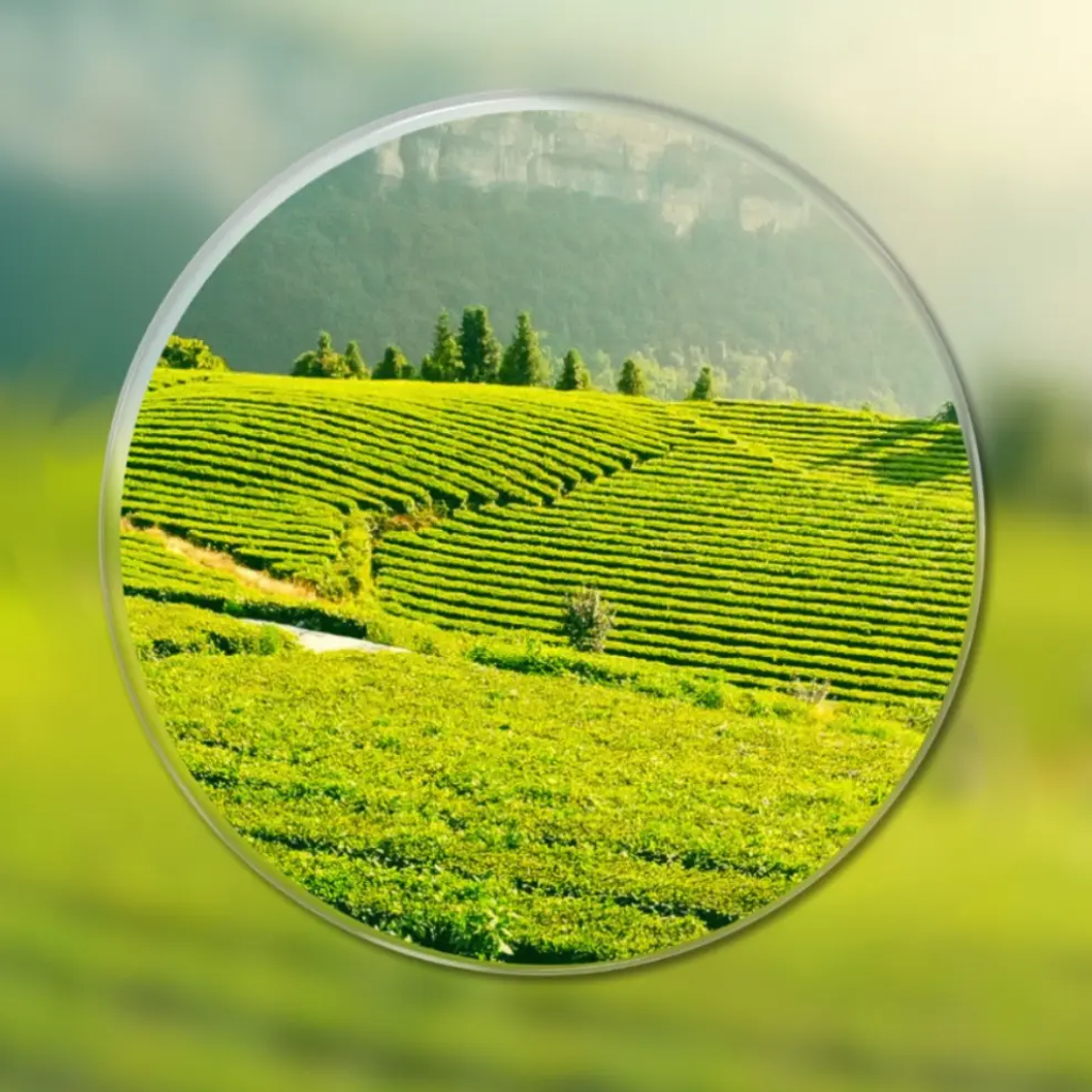/6985a9689f65e400099ec3e0/2026/02/06/product-img-6985acca6f539c4f6d61a10a.png